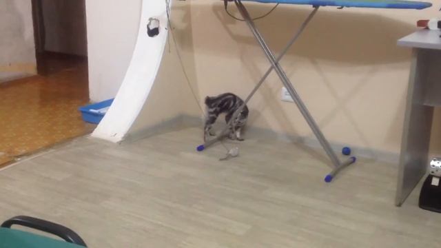 Злой кот рвет мышь смотреть онлайн