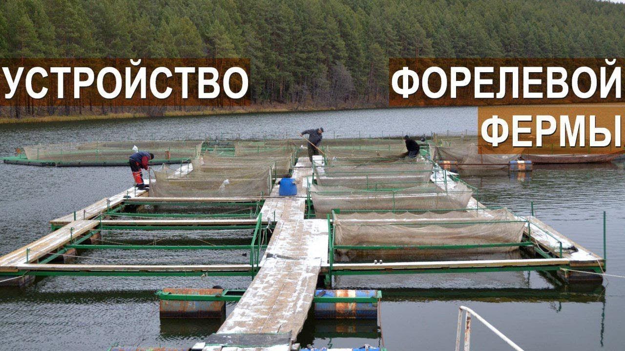 Устройство форелевой фермы РыбаLove. Рассказ о ферме. Подготовка рыбы и садков к зиме.