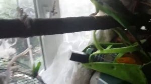 Как выпускать попугая из клетки .