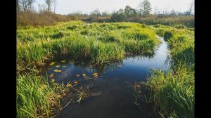 Краткое содержание Кладовая солнца. Пришвин М. М. Пересказ рассказа за 5 минут