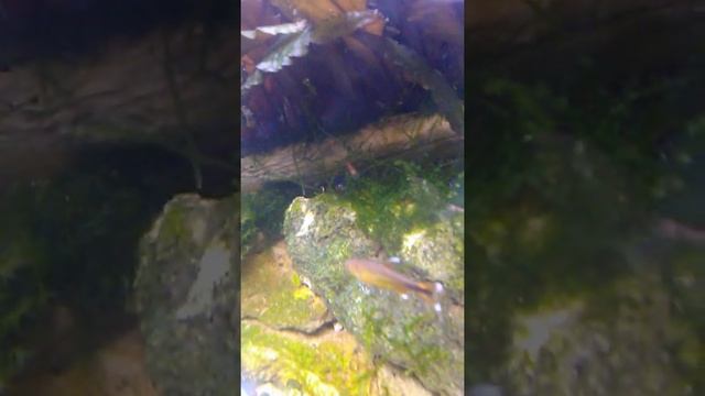 Креветки на мхах и кубе смотреть онлайн