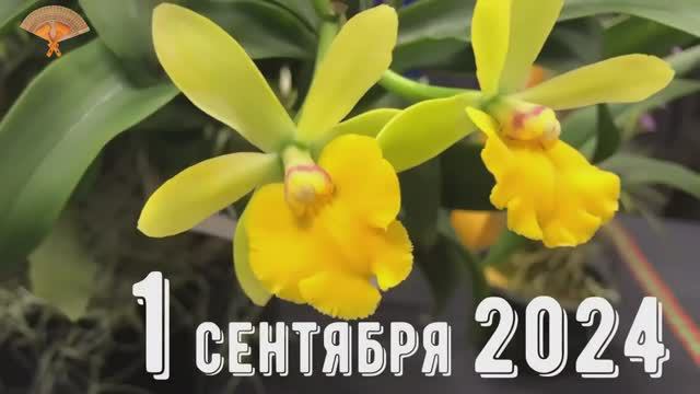 Грабли веерные Для любителей канала Грабли Live 01 09 2024