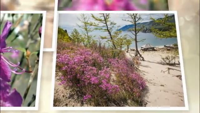 ВРЕМЯ ЦВЕТЕНИЯ БАГУЛЬНИКА смотреть онлайн