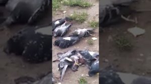 ОТРАВИЛИ ГОЛУБЕЙ!!!