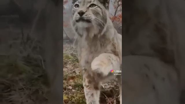 маленькие звери и большие звери когда вырастут смотреть онлайн