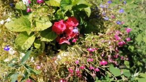 ГОРТЕНЗИЯ в моём саду КЕФИР-подкормка!