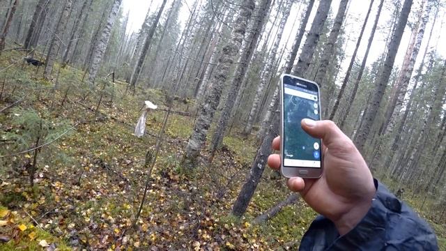 Как найти много Чаги !!! смотреть онлайн