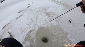 Дубно, ловля окуня на балансир