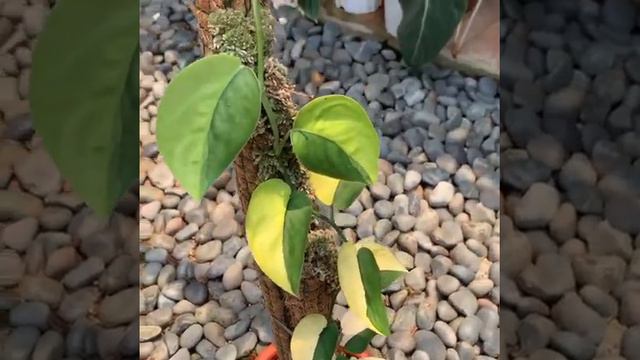 SCINDAPSUS JADE SATIN AUREA VARIEGATED 🇲🇨 смотреть онлайн