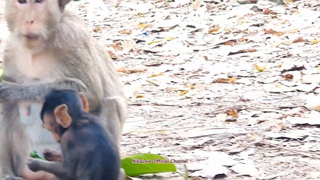 #Monkey n baby monkey so love they are eat cucumber #Обезьянка и обезьянка так любят,что едят огуре