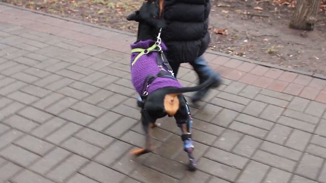 Трехлапый пёс Дживс гуляет с хозяйкой Юлей смотреть онлайн