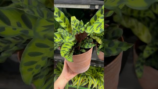 #shorts How to grow and care for rattlesnake plant calathea lancifolia - plant mom care