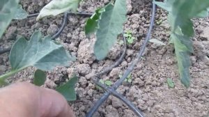 Капельный полив в теплице