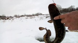 Налим на тычке.