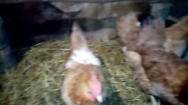 Царскосельские курочки ставят новые рекорды!!! Яйценоскость кур зимой!!