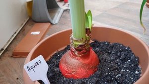 Hippeastrum Aquaro
