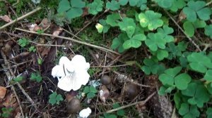 Малоизвестные съедобные грибы Гигрофоры, Сластена.