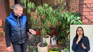 В гостях у закоренелого цветочника { СУРДОПЕРЕВОД } Весна и осень - какие цветы выносить на улицу