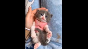 ?Котики и Собачки Котята и Щенки.Смешные и милые видео 2021.# 10