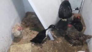 Как отличить петуха от курицы .Покупали только курочек а  получили петушков .