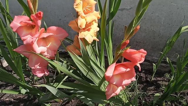 ПЫШНОЕ цветение ГЛАДИОЛУСОВ,ЦИНИЙ. КОЛЕУС и пеларгония смотреть онлайн