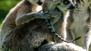 Почему в Красной книге разноцветные страницы?