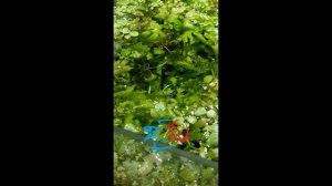 Защита Территории - из жизни рыбок Петушков  (со звуком)