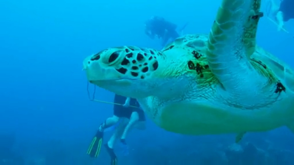 Дружелюбная морская черепаха