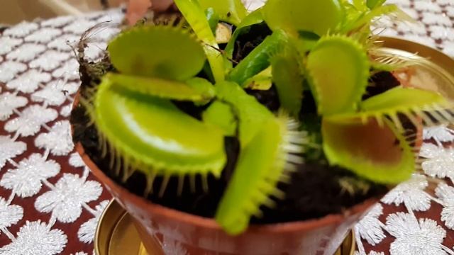 Растение-убийца!!!? смотреть онлайн