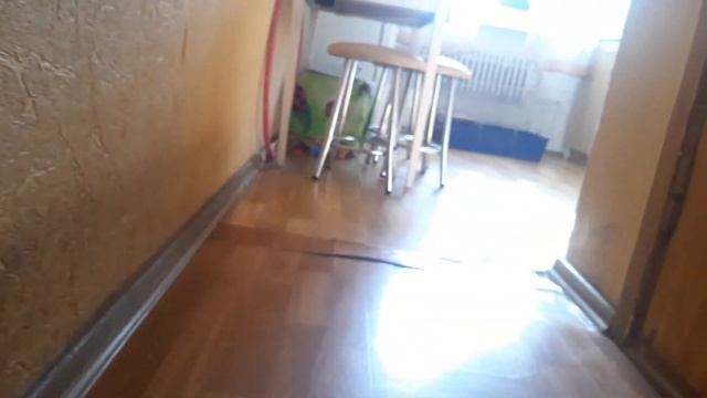 Черепаха, кролик, собака, попугай, рыбки живут вместе в одной квартире-Turtlе, rabbit,dog...in flat
