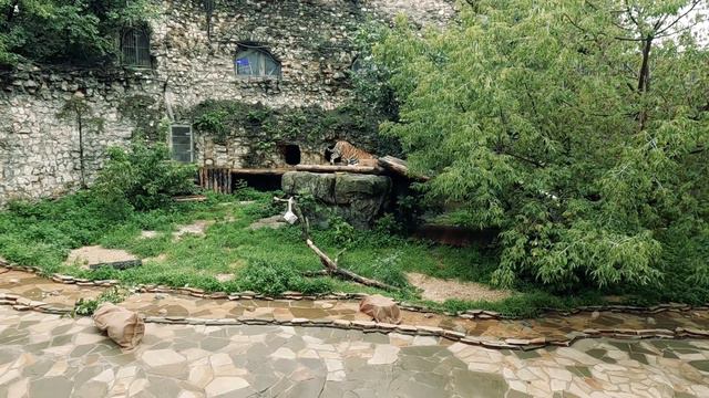 Московский Зоопарк смотреть онлайн