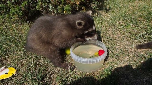 Детеныши енота-полоскуна Боня и Моня смотреть онлайн