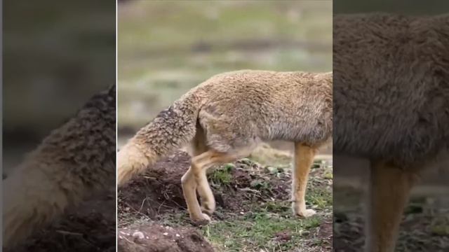 The Tibetan fox is a species of fox that is endemic and found only in the highlands of Tibet, China,