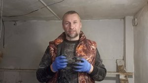 Самый эффективный способ определения яйценоскости курицы. Отбраковка.