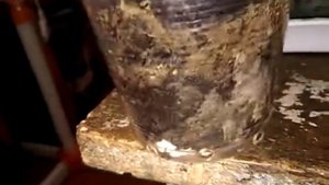 ЧЕРЕНКИ ВИНОГРАДА С КОРНЯМИ .КАК ПОСАДИТЬ ПРАВИЛЬНО.