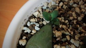 Денежное дерево. Сколько из листочка толстянки прорастает стволиков? Комнатные растения. Суккуленты