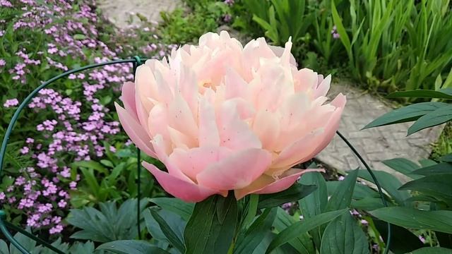 Півонія Pink Hawaiian Coral смотреть онлайн