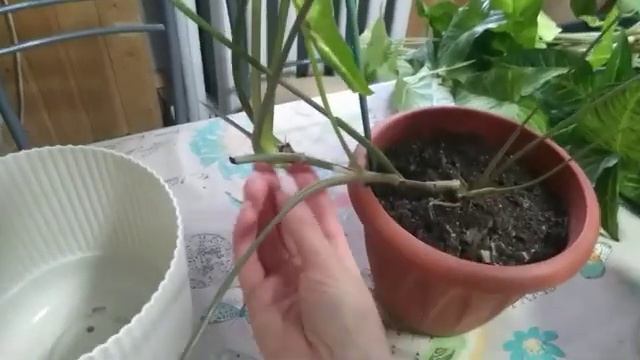 Сингониум Ножколистный, Ушковидный, Вайт Батерфляй. Сколько ждать корней летом??Укоренила- подарила