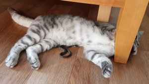 Кот принёс домой живую змею