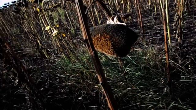 САМВЕЛ АДАМЯН У НАДИ СТАЛ РАСТИ ЖИВОТ. НЕУЖЕЛИ ЭТО ...ПОДРОБНОСТИ ПОГОНИ ВОЕНКОМОВ смотреть онлайн