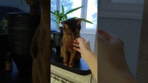 Абиссинская кошка! Показывает свой характер!!!Злючка!!!