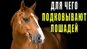 Для чего подковывают лошадей?
