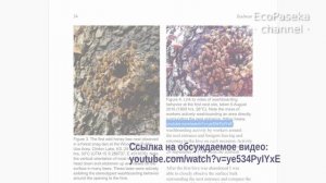Чего не сделаешь для пчел!... (Часть 2: Сделай научное открытие!)
