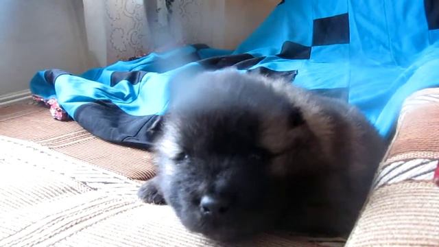 кеесхонд- Завид Тверской смотреть онлайн