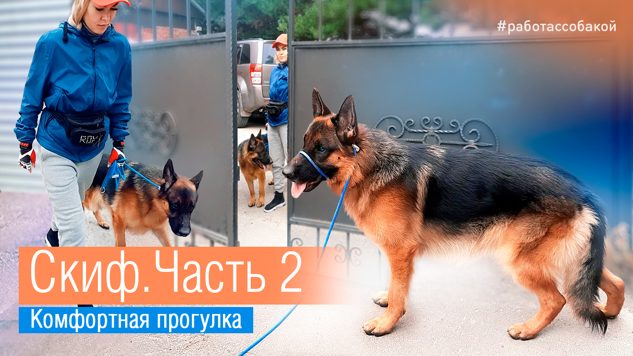 Комфортная прогулка. Немецкая овчарка Скиф. Часть 2.