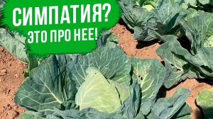 ОЧЕНЬ вкусная и ОЧЕНЬ урожайная белокочанная капуста. Выращивание белокочанной капусты.