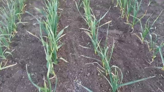 ПРАВИЛЬНЫЙ УХОД ЗА ЧЕСНОКОМ ВЕСНОЙ. УДОБРЕНИЕ И МУЛЬЧИРОВАНИЕ ЧЕСНОКА. ОГОРОД НА КУБАНИ смотреть онлайн
