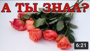 Укоренить РОЗЫ из БУКЕТА: возможно ли это? Наглядный эксперимент???