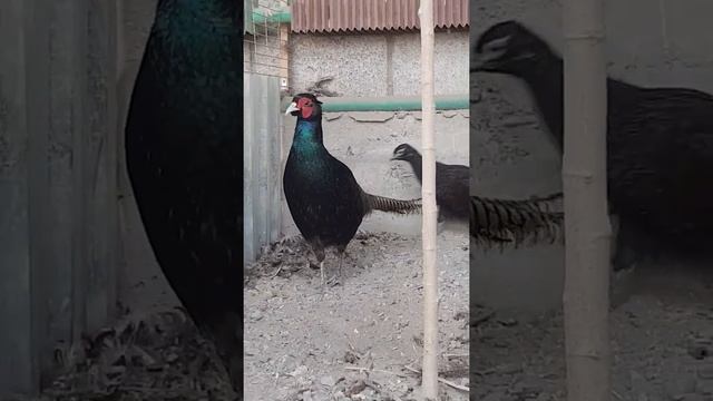 Семья румынский фазан - Romanian pheasant seed  26 февраля 2022 г.