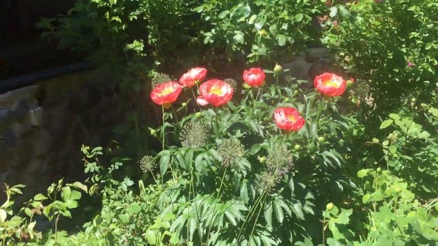 Цветение пиона Корал Сансет 5 июня 2019 смотреть онлайн